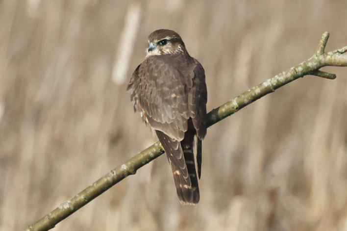 Merlin