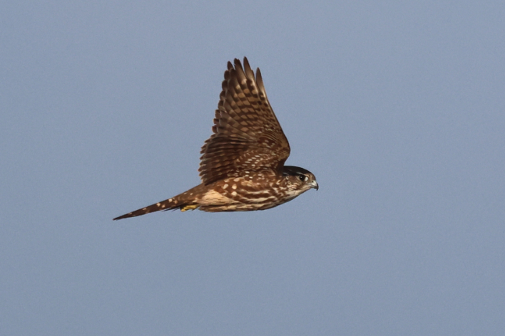 Merlin