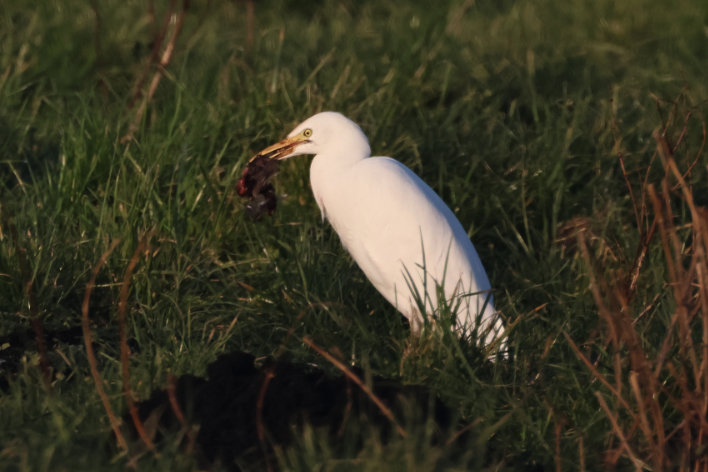 Cattle Egret