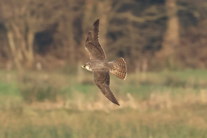 Peregrine