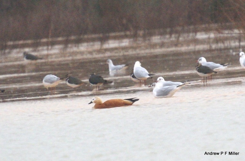 Ruddy Shelduck