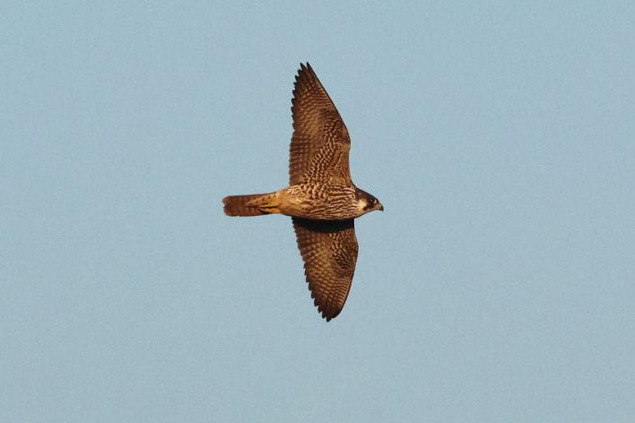 Peregrine