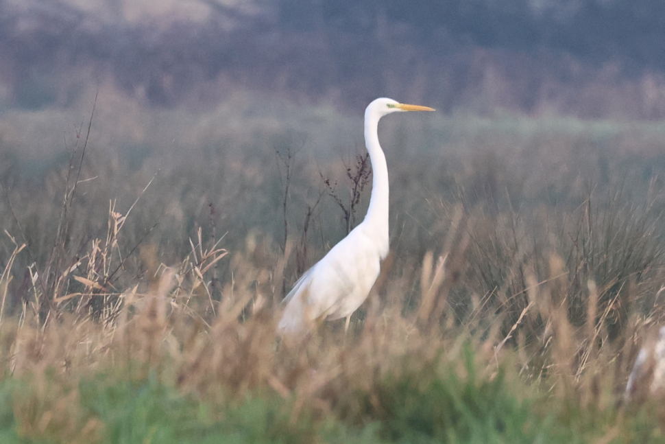 Great White Egret