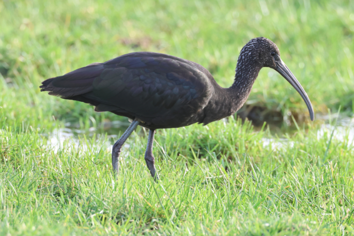 Glossy Ibis