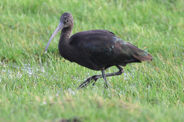 Glossy Ibis