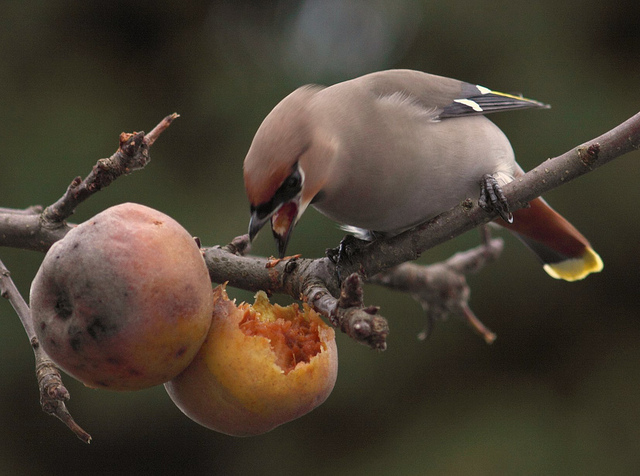 Waxwing
