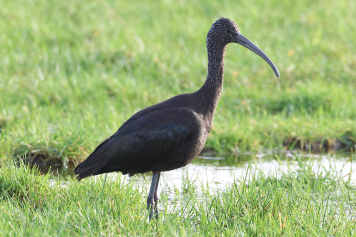 Glossy Ibis