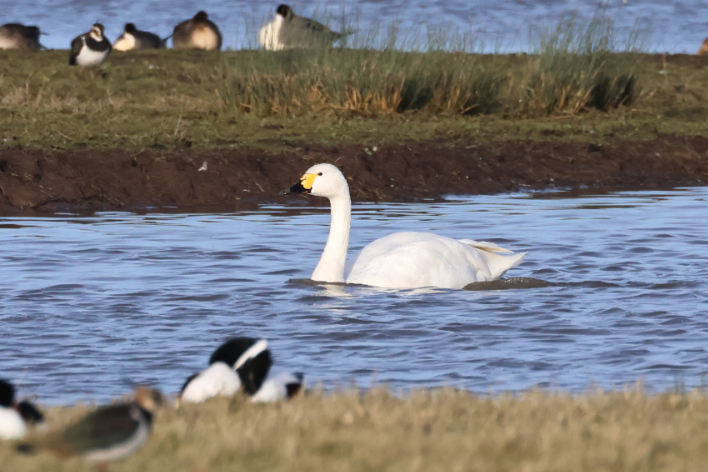 Bewick's Swan