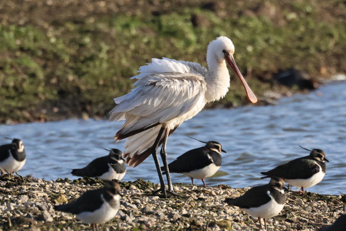 Spoonbill