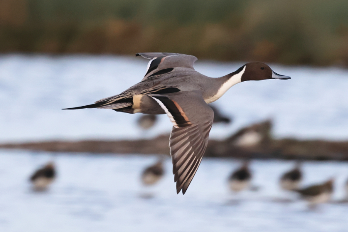 Pintail