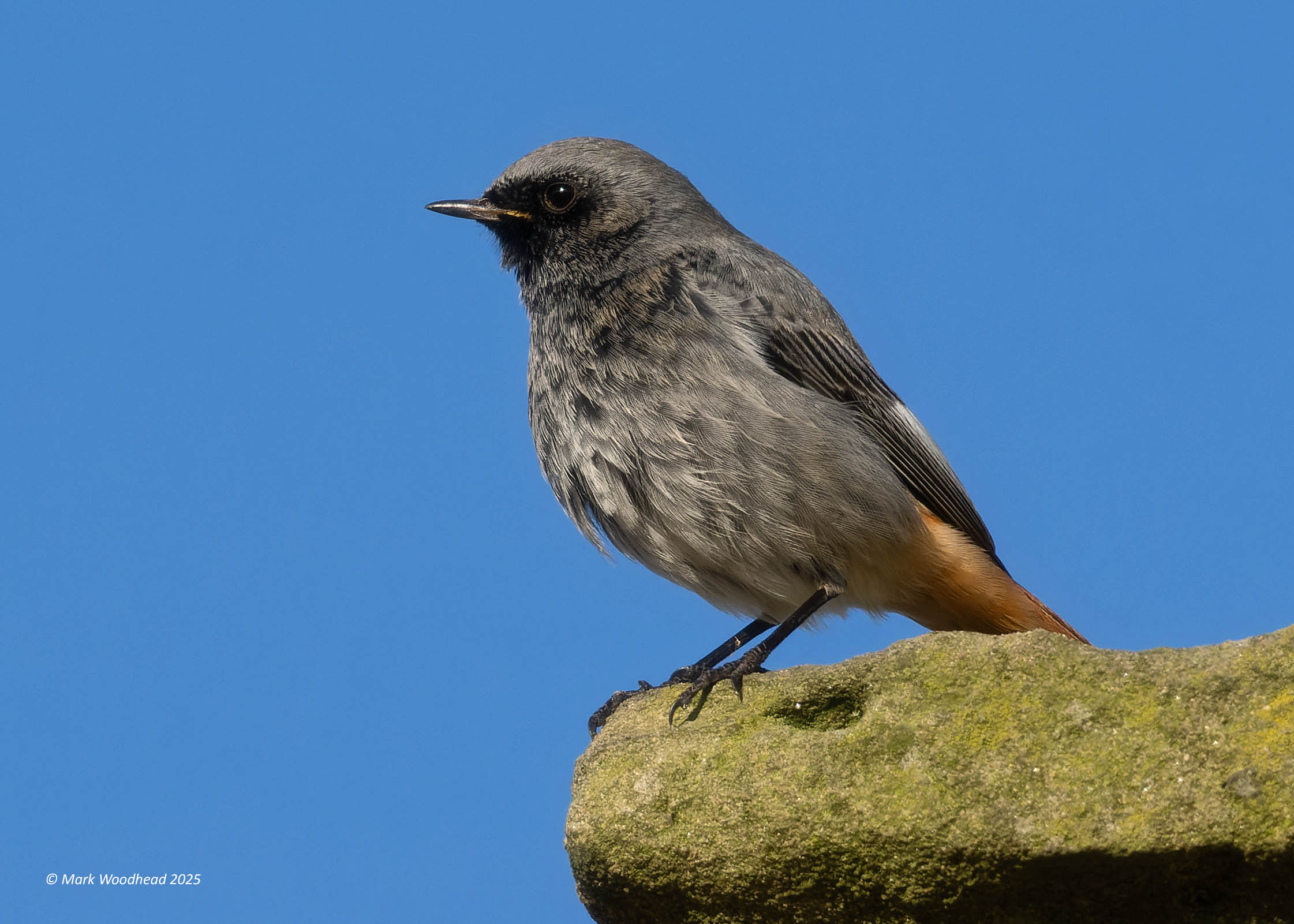 Black Redstart