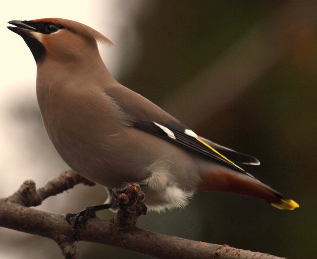 Waxwing