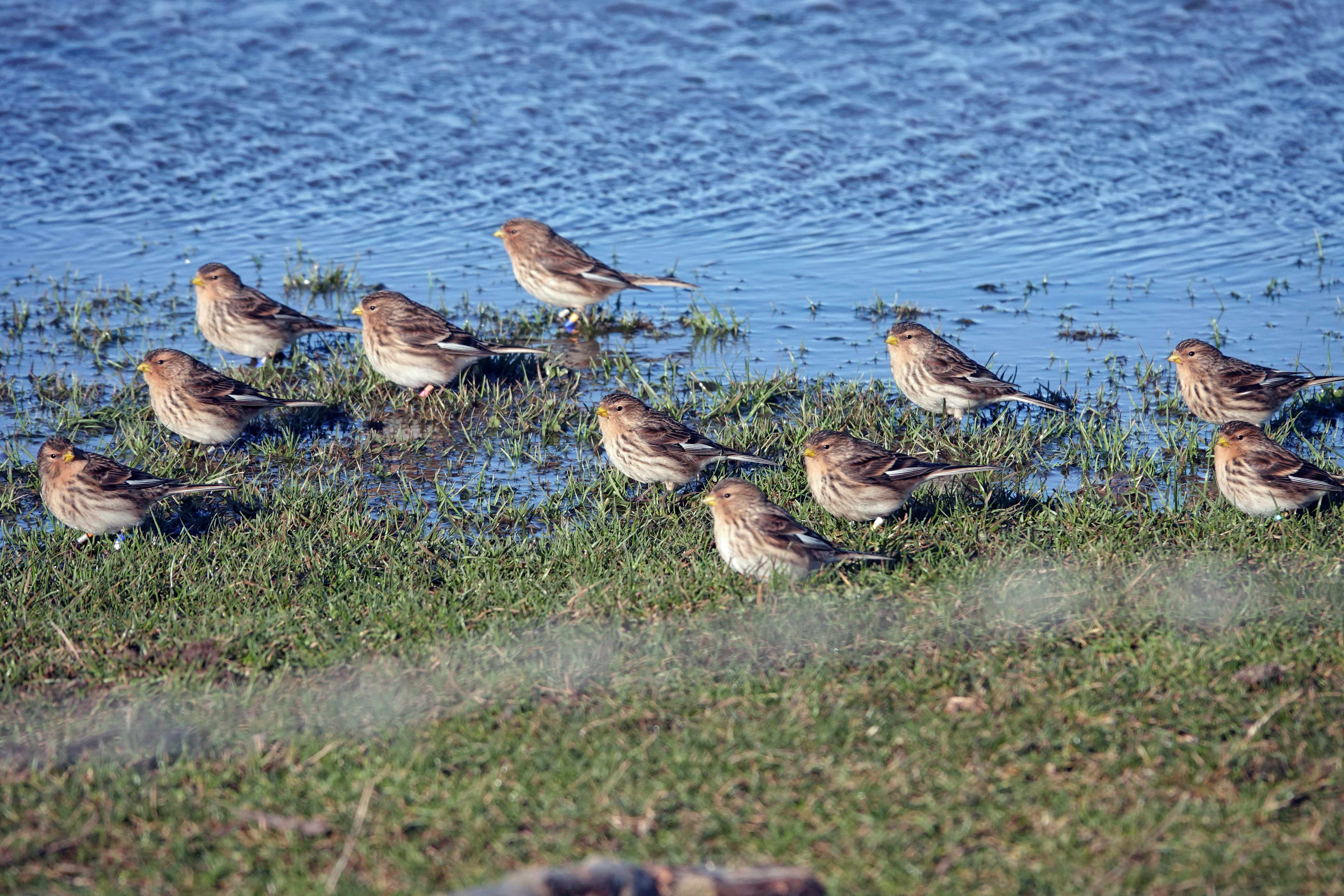 Twite