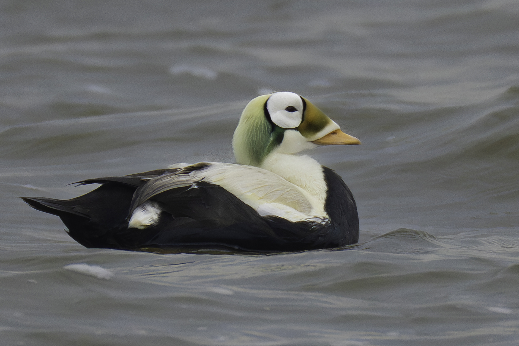 Spectacled Eider