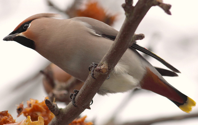 Waxwing