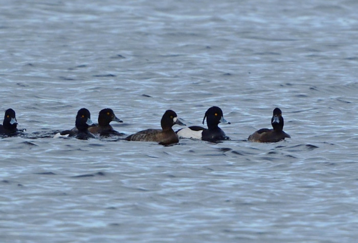 Lesser Scaup
