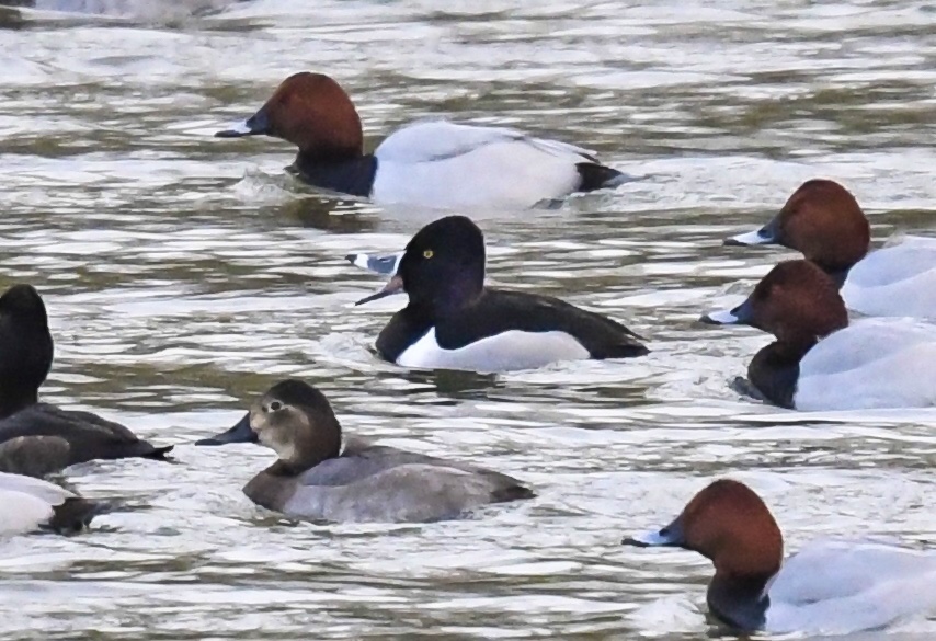 Ring-necked Duck