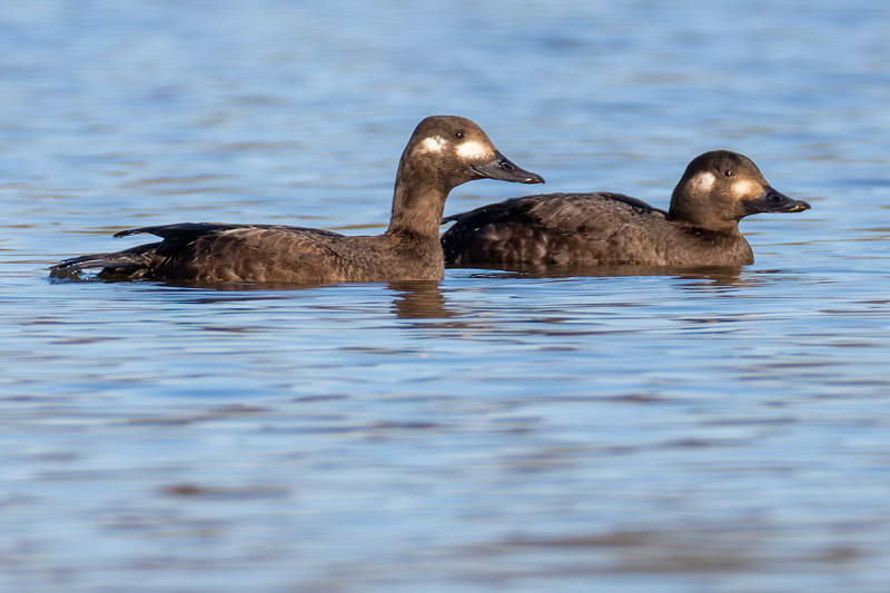 Velvet Scoter