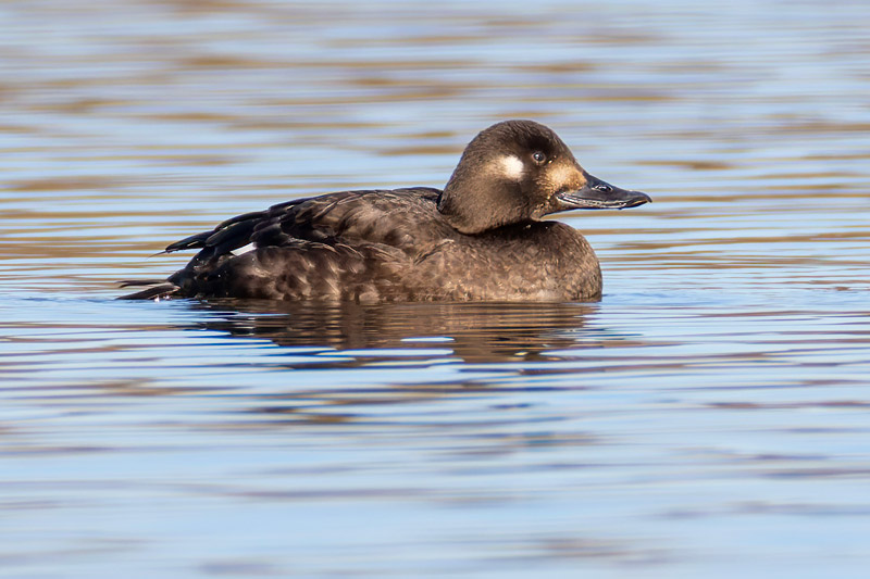 Velvet Scoter