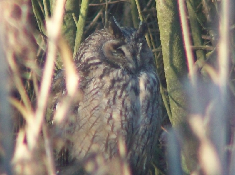 Long-eared Owl