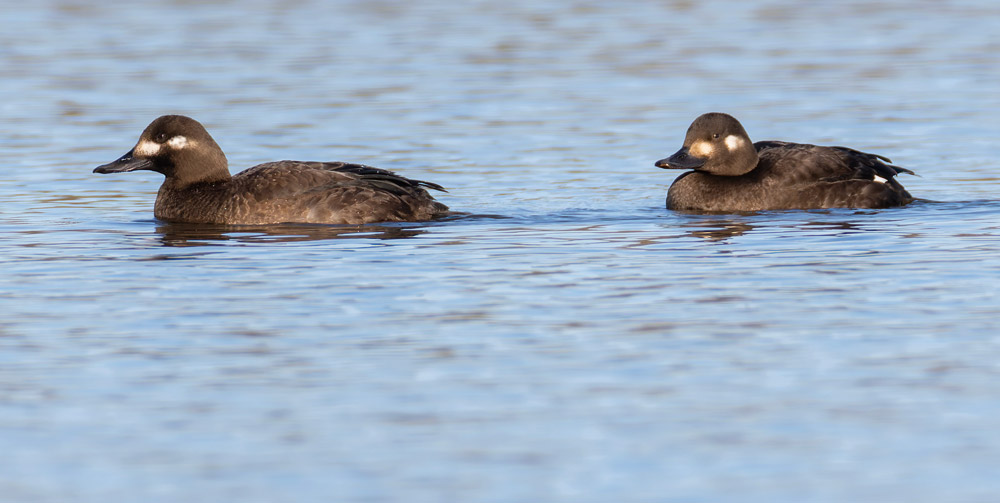 Velvet Scoter