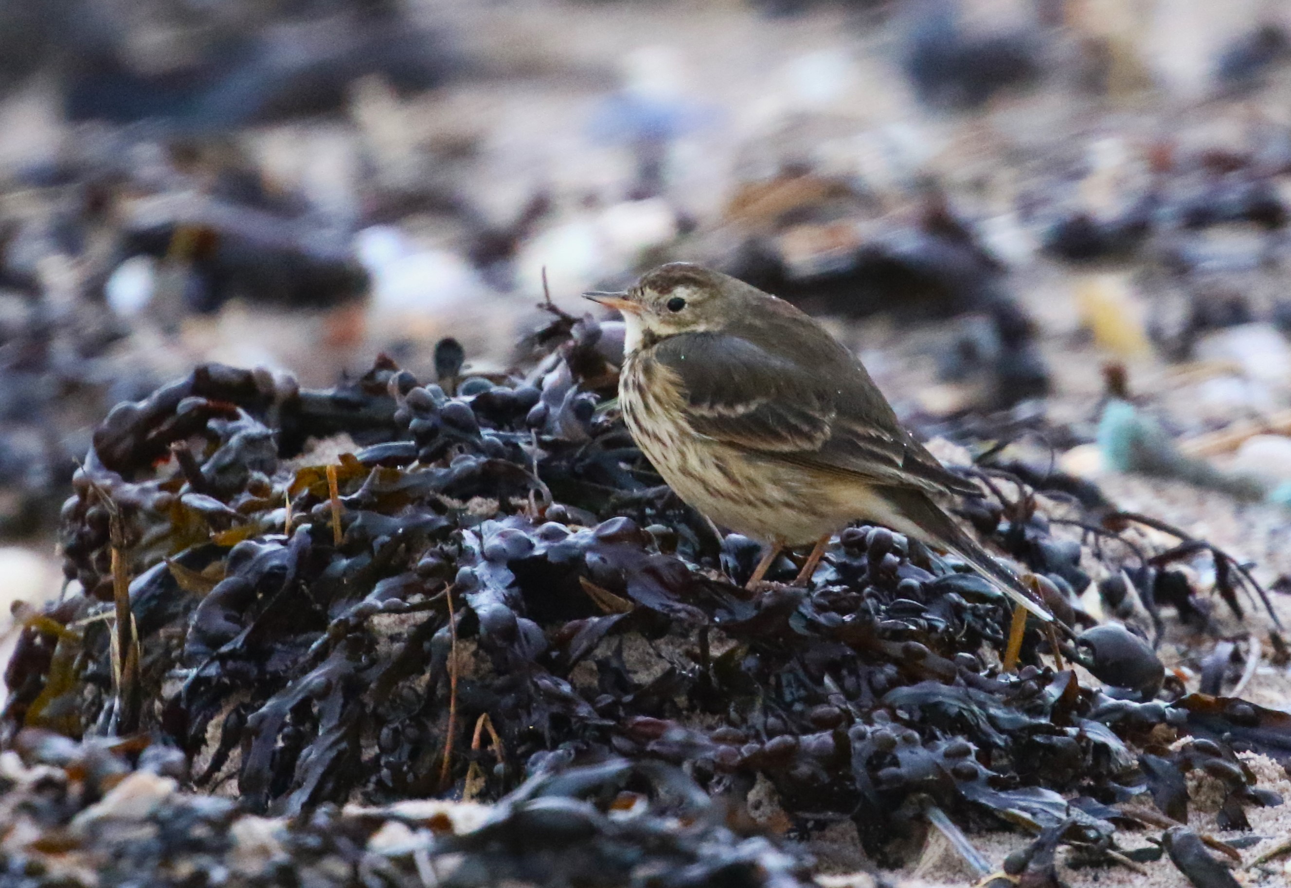 American Pipit