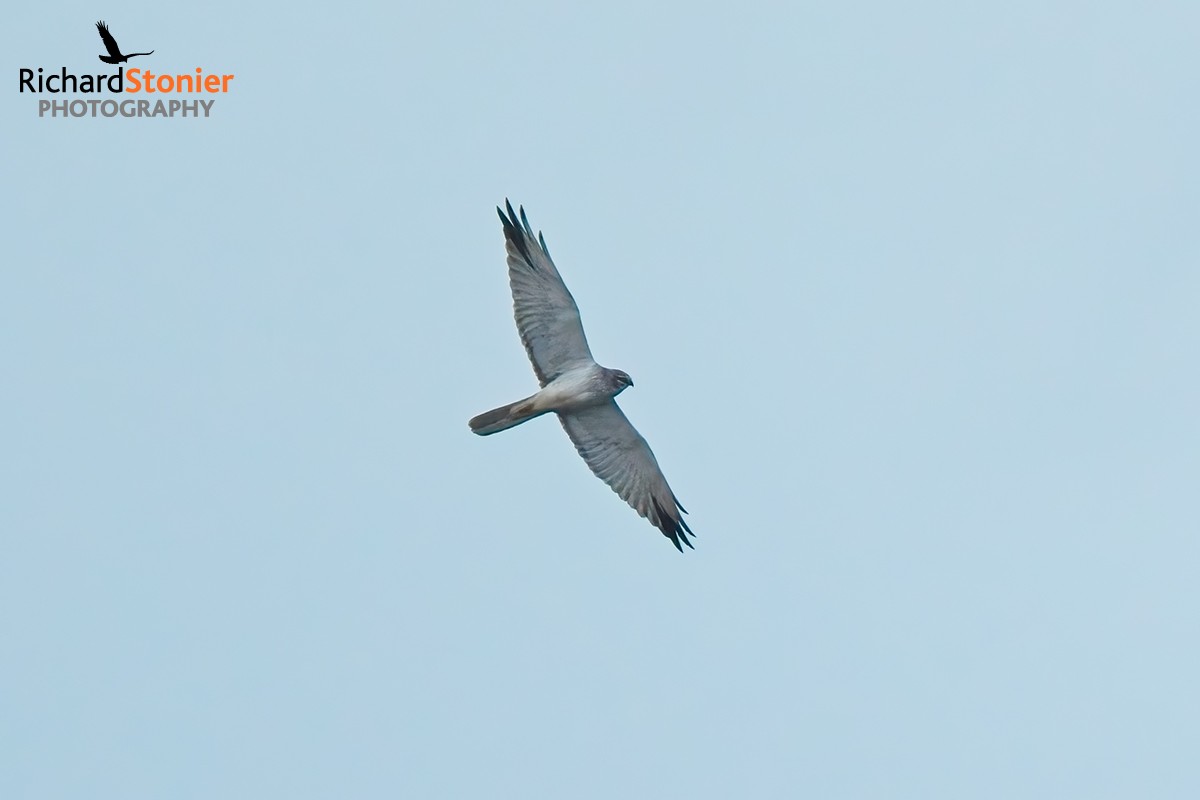 Pallid Harrier