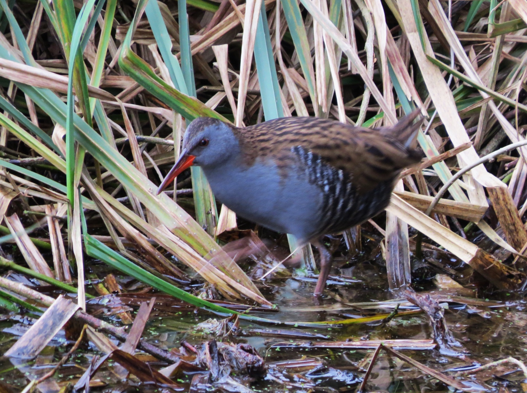 Water Rail