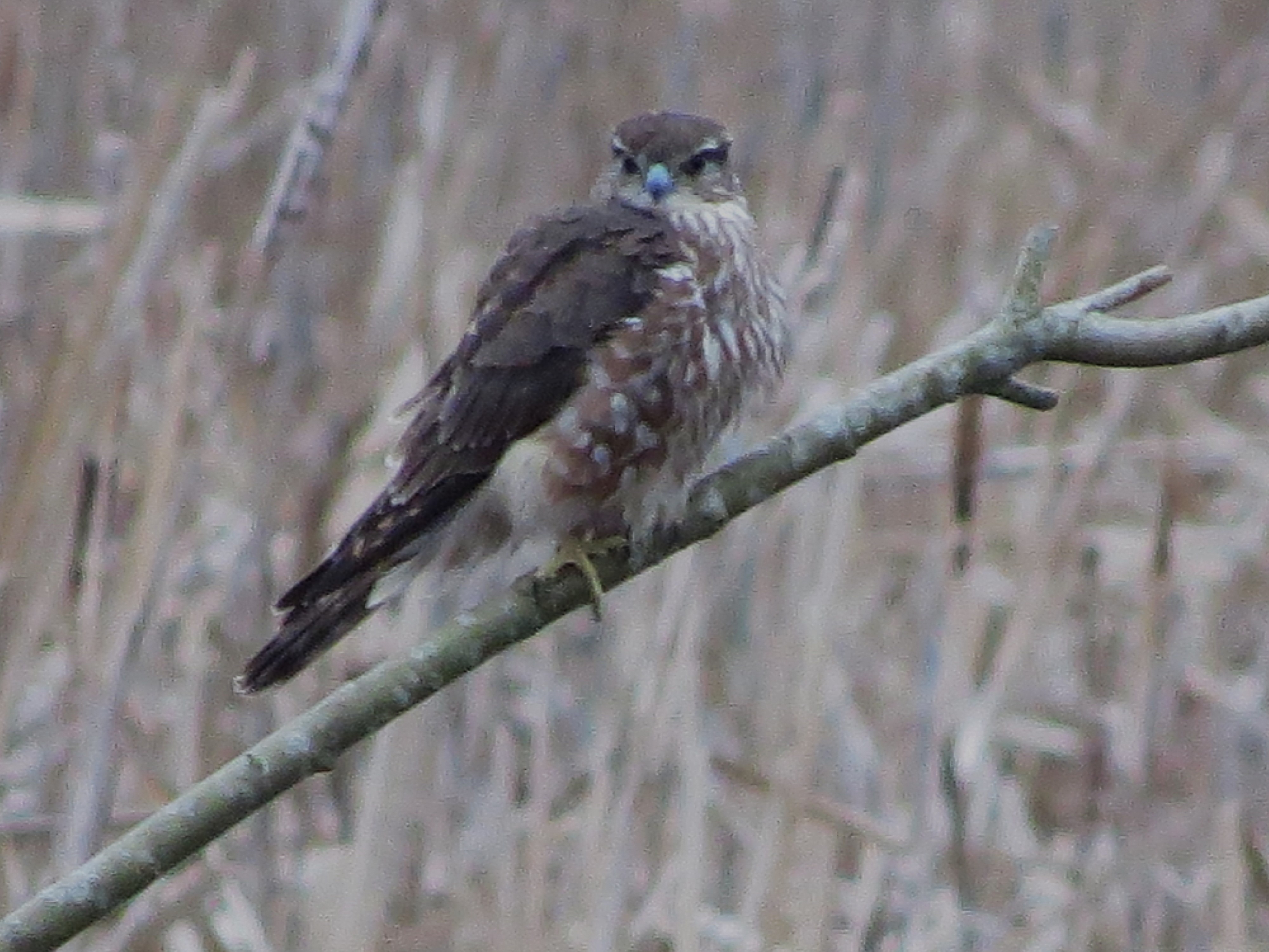 Merlin