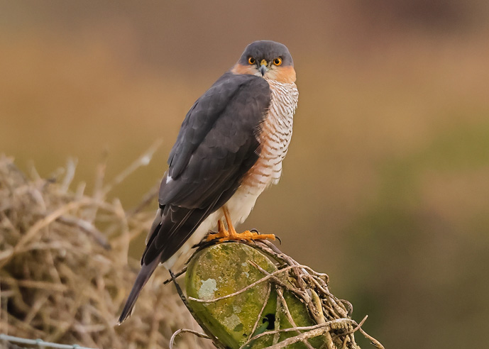 Sparrowhawk