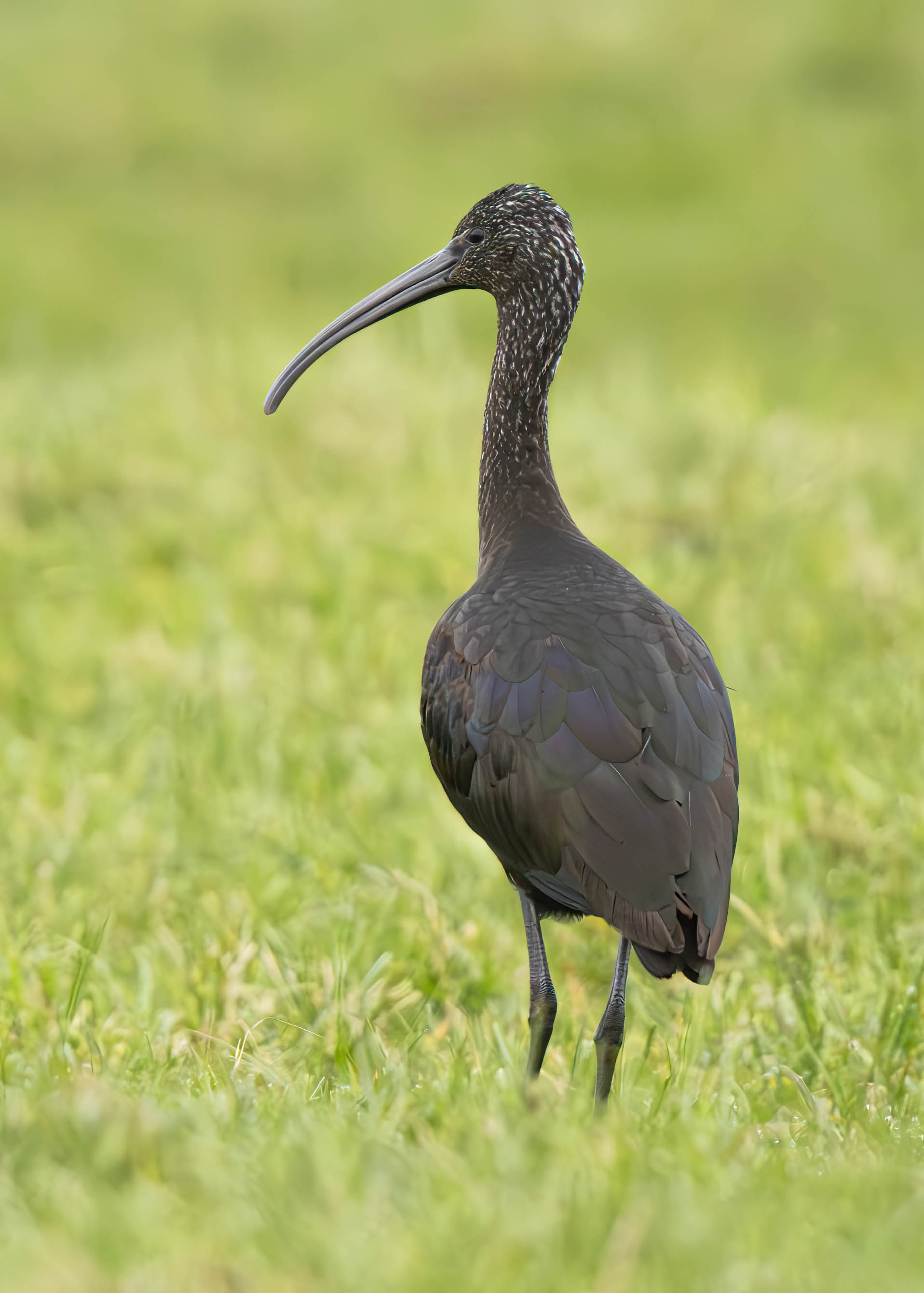 Glossy Ibis