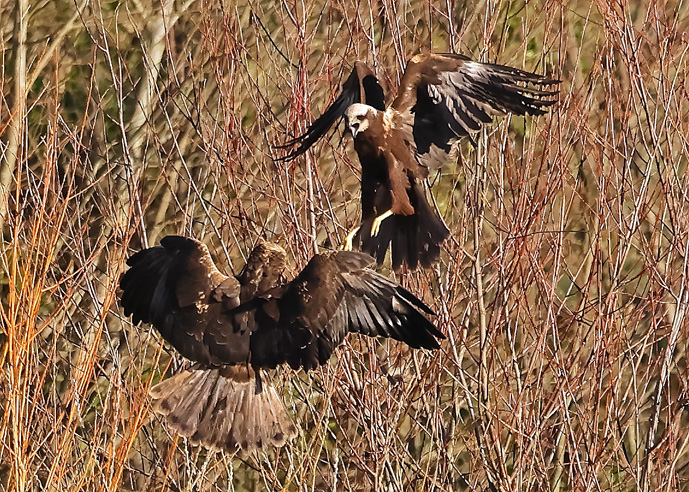 Marsh Harrier