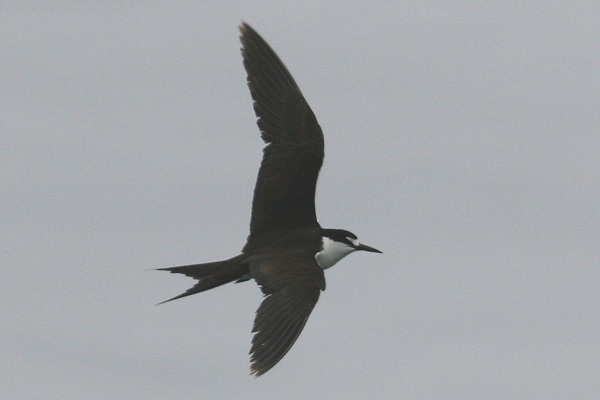 Sooty Tern
