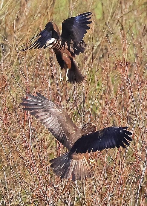 Marsh Harrier