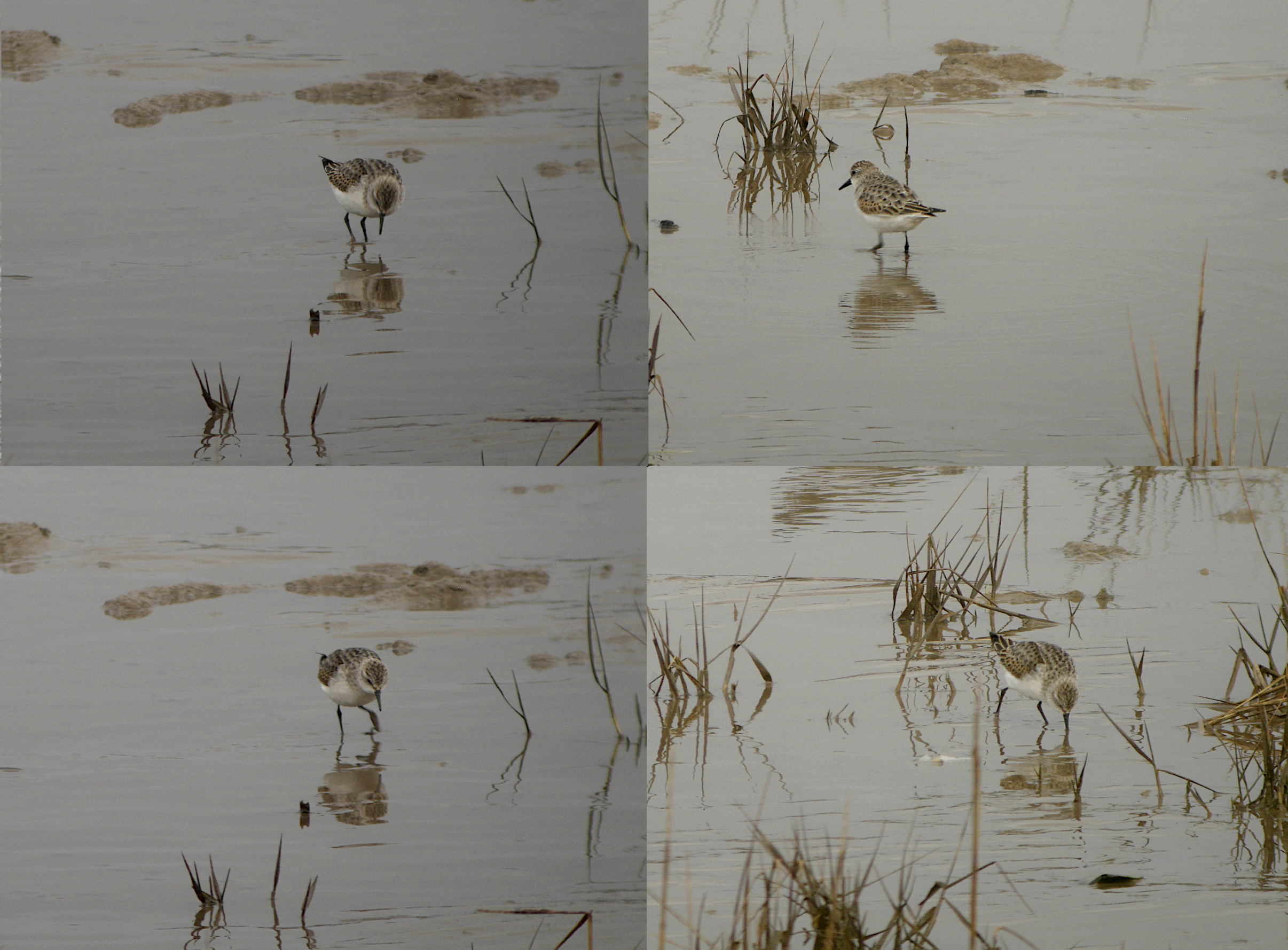 Little Stint