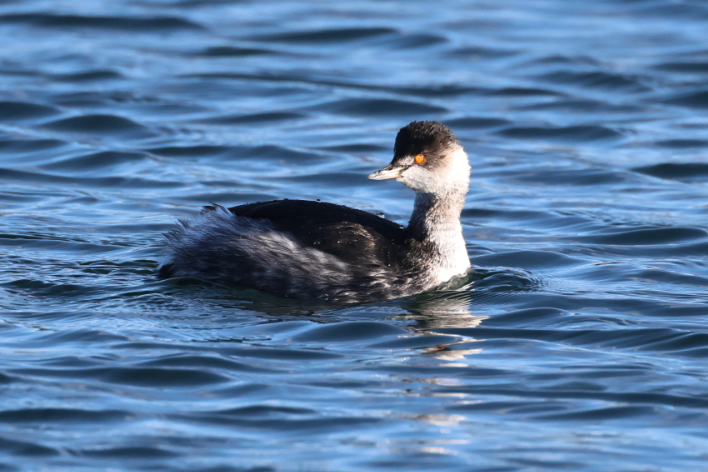 Black-necked Grebe