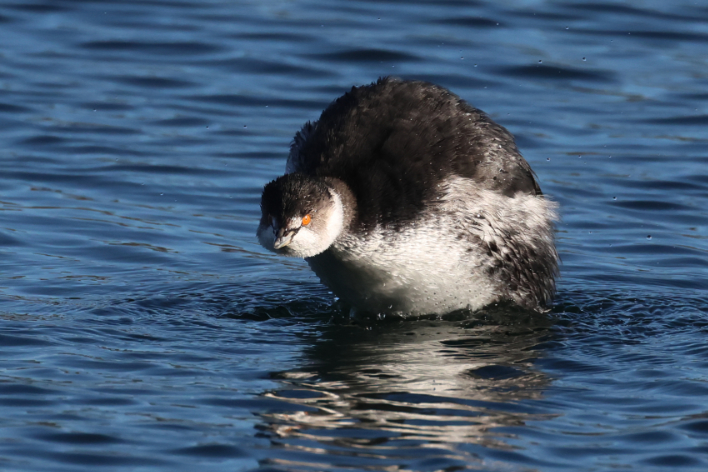 Black-necked Grebe