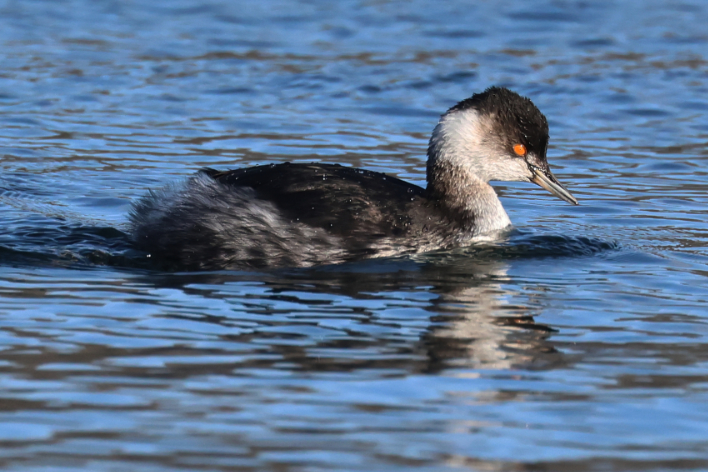 Black-necked Grebe