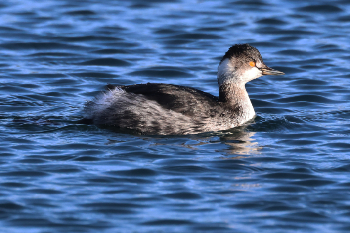 Black-necked Grebe