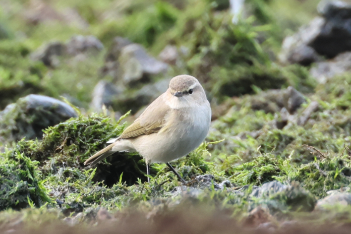 Siberian Chiffchaff