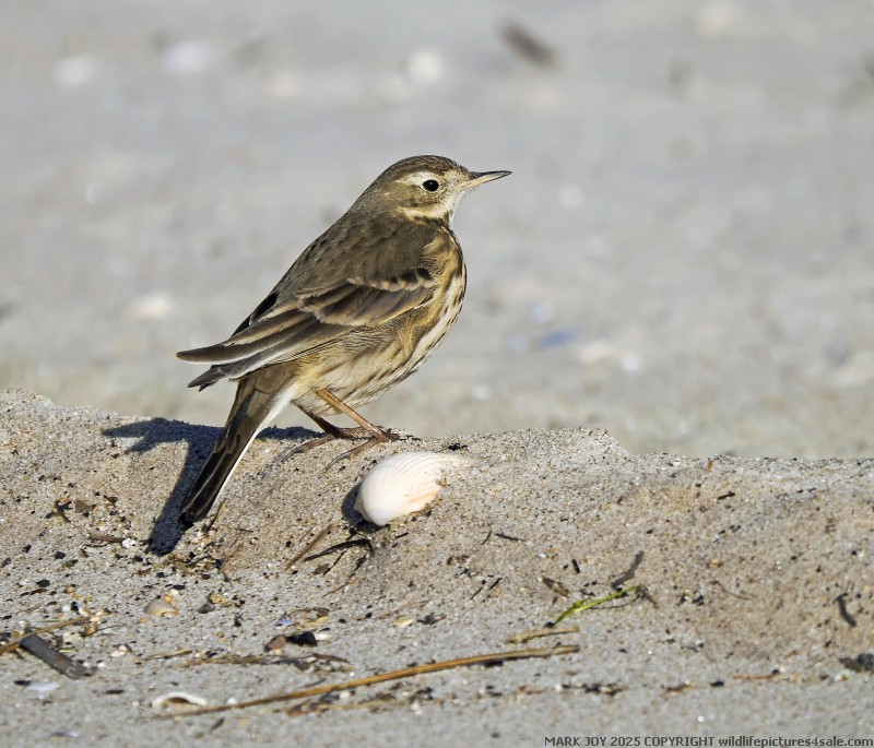American Pipit