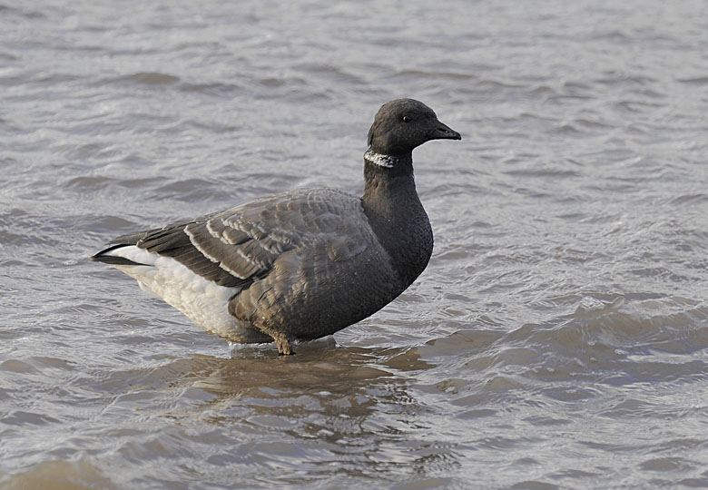 Dark-bellied Brent Goose