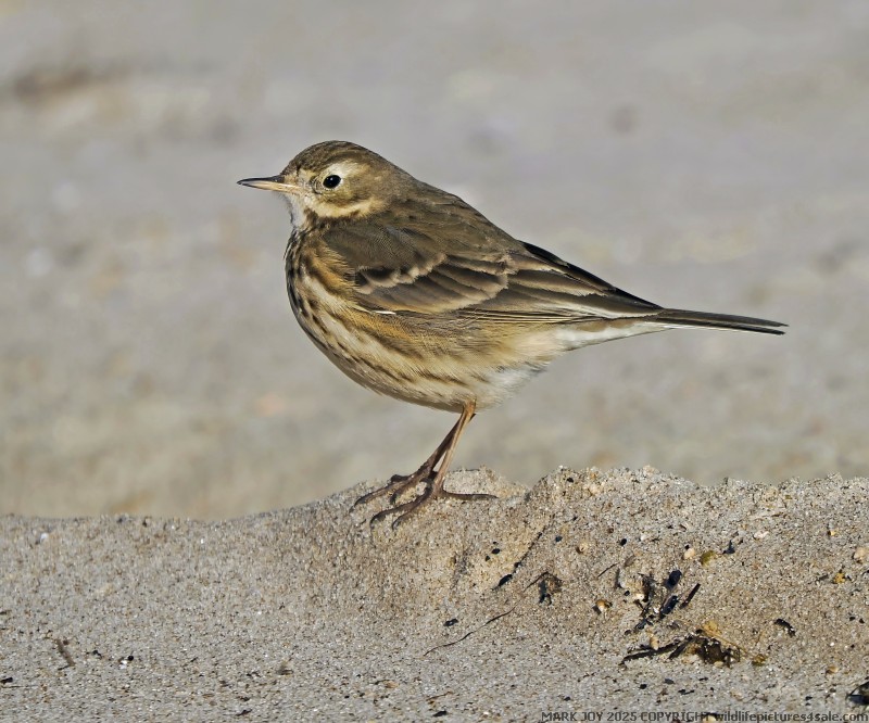 American Pipit
