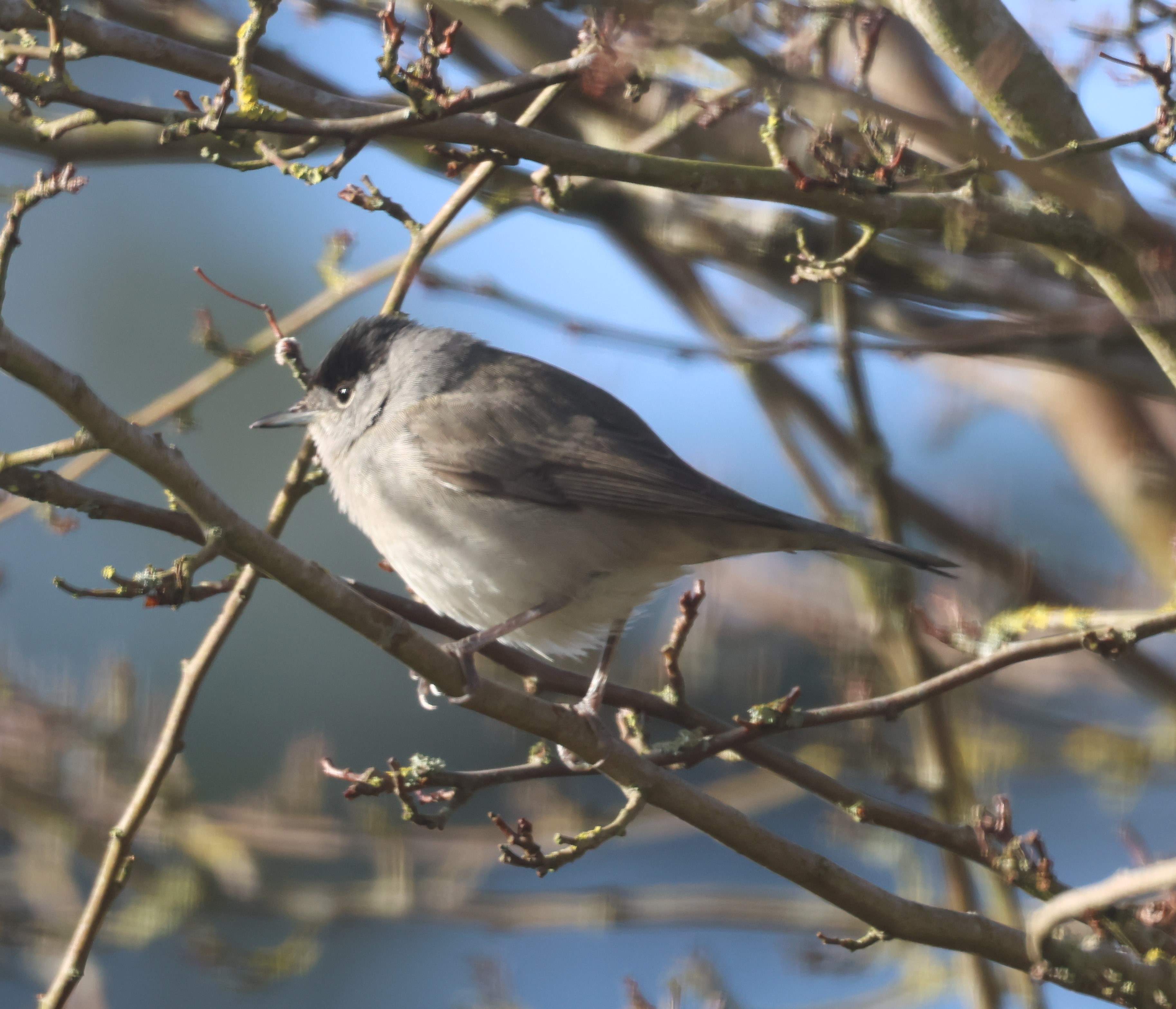 Blackcap