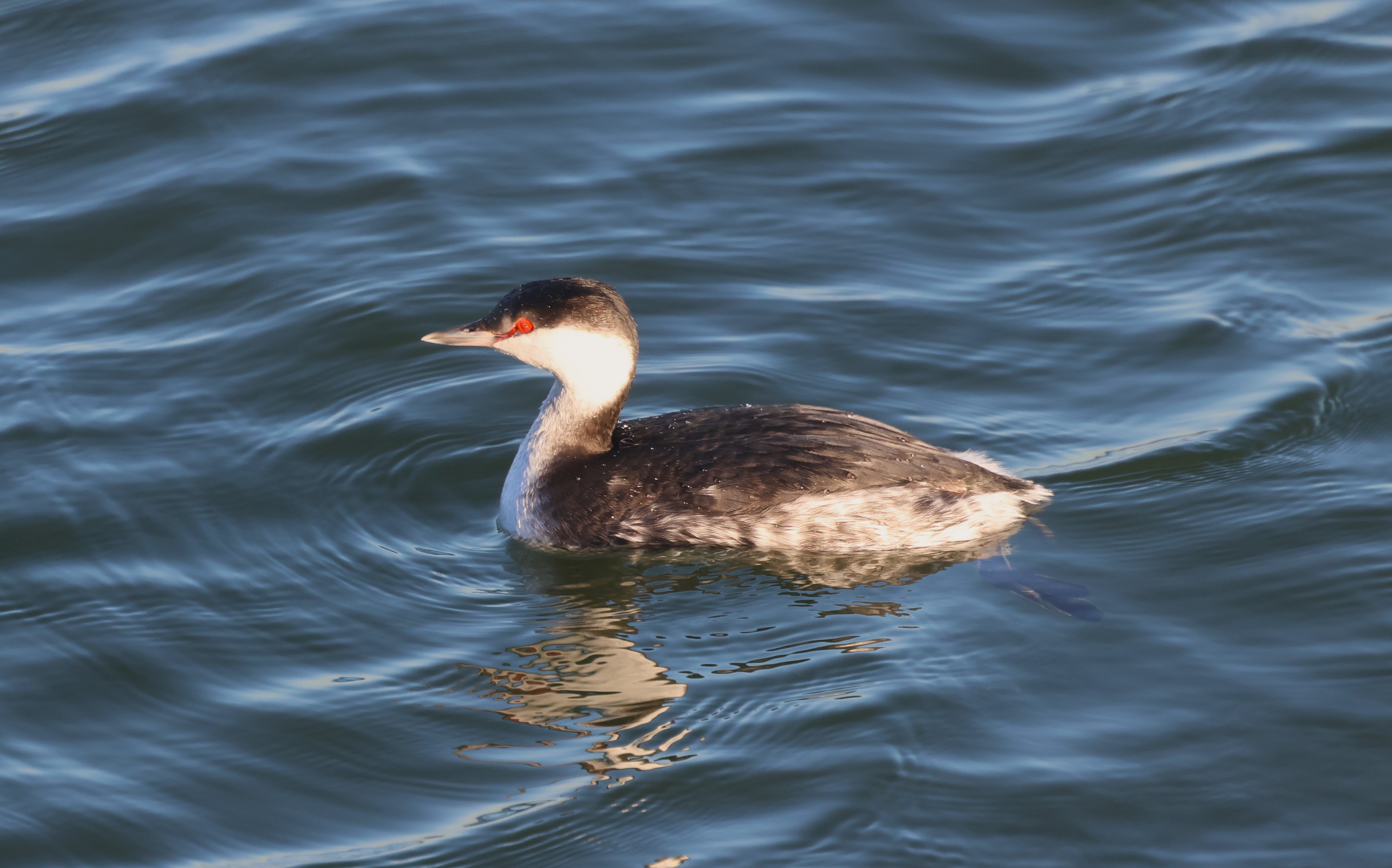 Slavonian Grebe