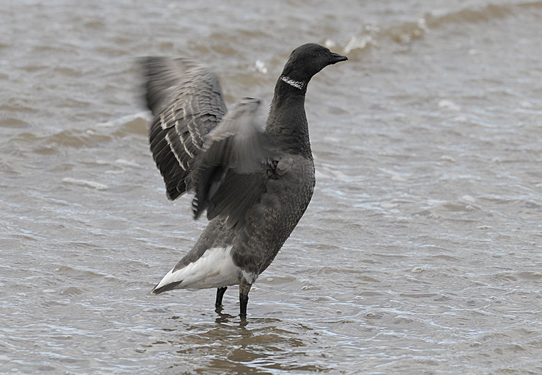 Dark-bellied Brent Goose