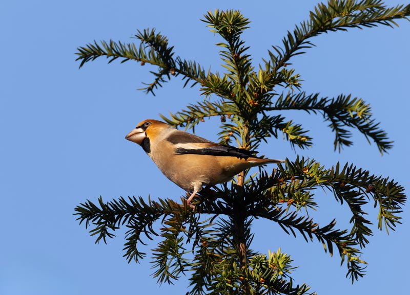 Hawfinch