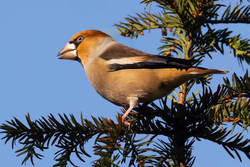 Hawfinch