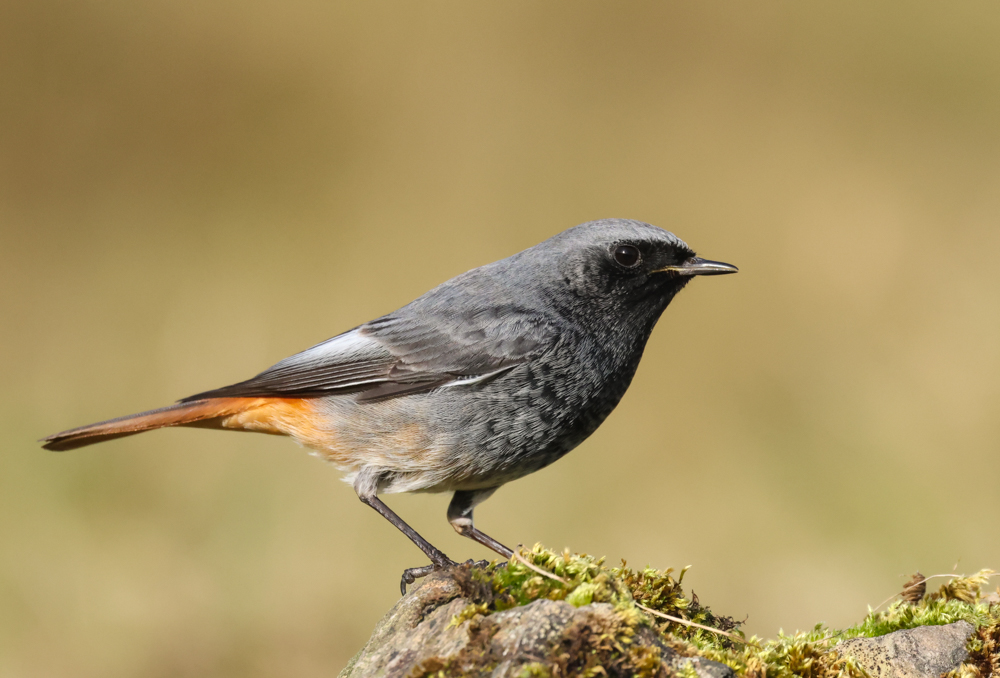 Black Redstart