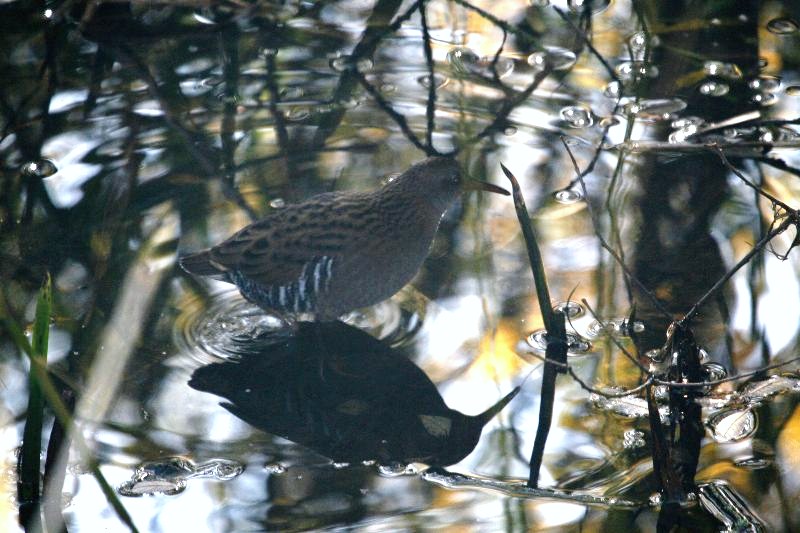 Water Rail